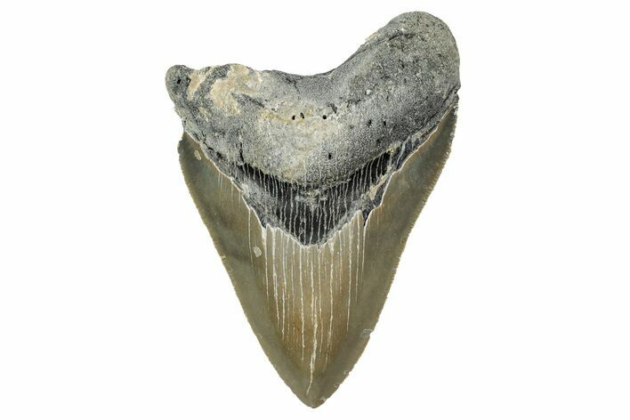 Serrated, Fossil Megalodon Tooth - North Carolina #340860